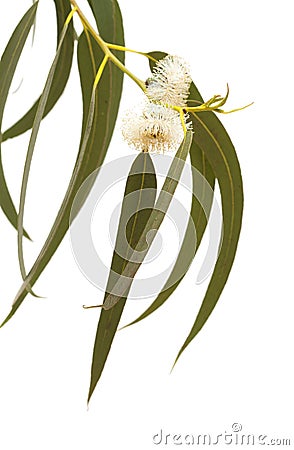 Flowers of Eucalyptus globulus Stock Photo