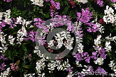 Flowers exposed on Floraart, 52 international garden exhibition on lake Bundek in Zagreb Stock Photo