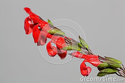 Flowers of an eyelash-leaved sage, Salvia blepharophylla Stock Photo