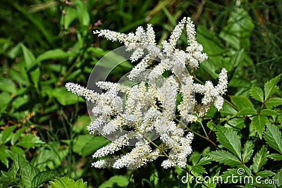 Flowers of False Spirea, Astilbe Brautschleier, in the garden. Stock Photo