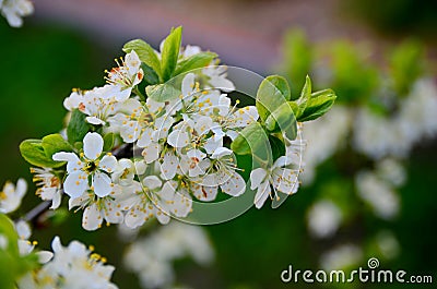 Flowers Stock Photo