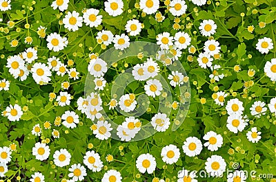 Flowers feverfew Tanacetum parthenium Stock Photo