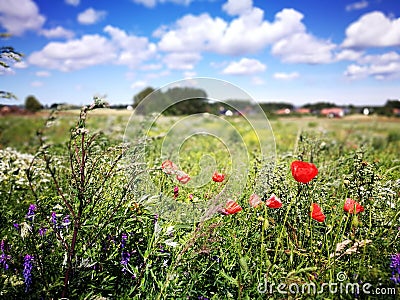Flowers on the field. Artistic look in vintage vivid colours. Stock Photo