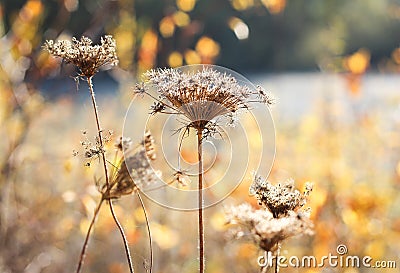 Flowers in the field Stock Photo