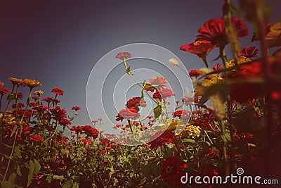 flowers field Stock Photo