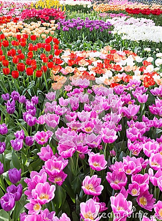 Flowers field with different colored tulips Stock Photo