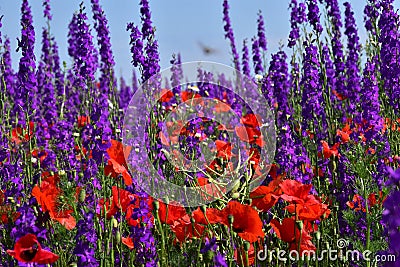 Field poppy (Papaver rhoeas) and forking larkspur (Consolida regalis). Stock Photo
