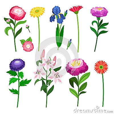 Flowers and floral elements collection Vector Illustration