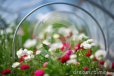 Flowers on the flower farm Stock Photo