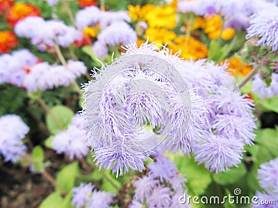 Flowers on a flowerbed in a garden close-up Stock Photo