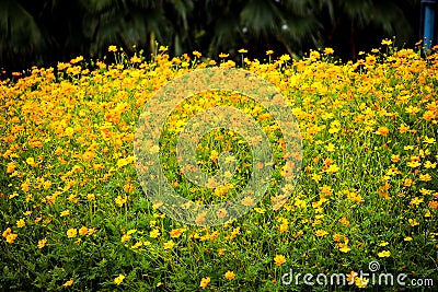 FLOWERS Stock Photo