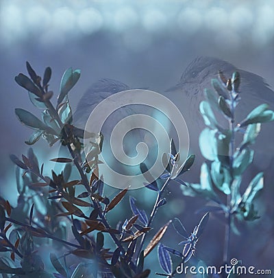 Flowers forest. Floral blue beautiful background. Turquoise flowers on a blue-violet background bokeh. Two birds are sitting in th Stock Photo