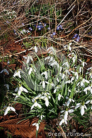 flowers forest, snowdrops white Stock Photo