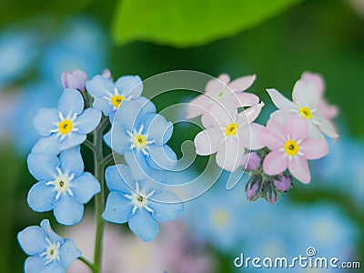 Flowers forget-me-nots blue and pink as a concept of boy and girl attitude of the sexes of love and harmonious relations Stock Photo