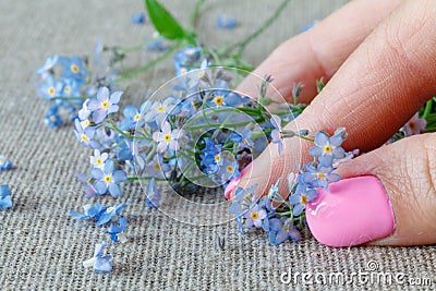 Flowers forget-me-nots, closeup of female hand supports Stock Photo