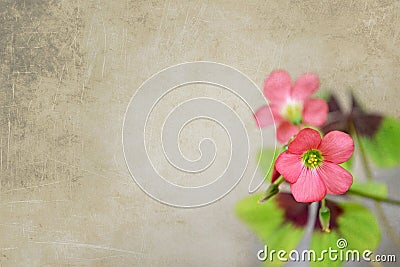 Flowers of four leaf clover Stock Photo