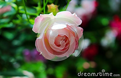 Flowers for a fresh and pure day of love. Stock Photo