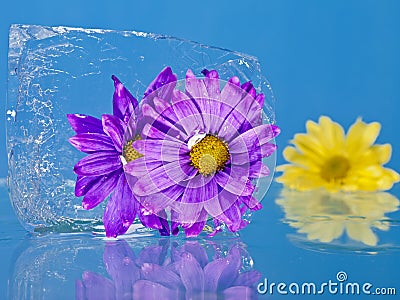 Flowers Frozen in Ice Stock Photo