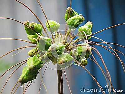 Flowers and fruit with with droplets of rain. Tacca leontopetaloides or East Indian arrow root is both herbs and used starch Stock Photo