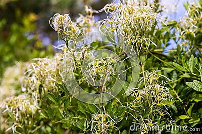 Flowers and fruits of Clematis flammula Stock Photo