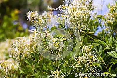 Flowers and fruits of Clematis flammula Stock Photo