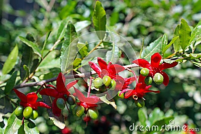 Ochna serrulata, small-leaved plane, carnival ochna, bird's eye bush, Mickey mouse plant Stock Photo