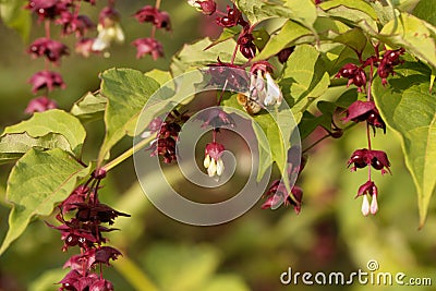 Himalayan honeysuckle Leycesteria formosa Stock Photo