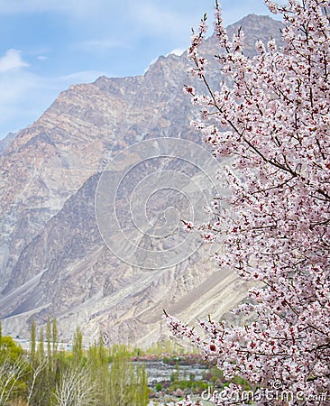 flowers in full bloom mountain background Stock Photo