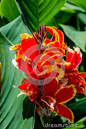 Floral displays in the Pukekura Park botanical gardens. New Plymouth Taranaki New Zealand Stock Photo