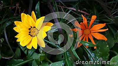 Flowers in the garden, Canada Stock Photo