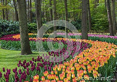 Flowers in garden Keukenhof Netherlands Stock Photo