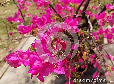 Flowers Garden plants green natural flowers pink Stock Photo