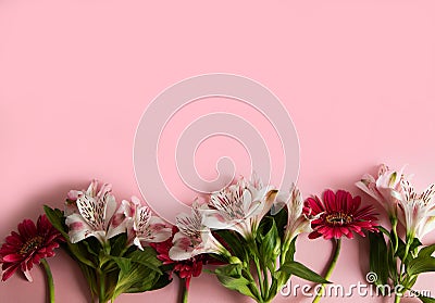 Flowers of gerbera and alstroemeria laid out in a row on a pink background. Three red and three pink flowers on a pink background Stock Photo