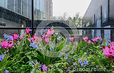 Flowers before glass in rainy city Editorial Stock Photo
