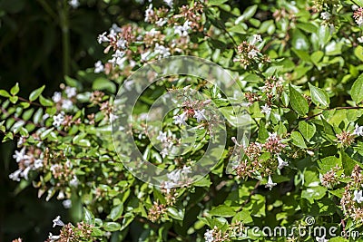 Flowers of Glossy abelia, Abelia x grandiflora Stock Photo