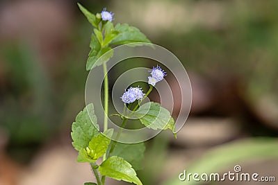 Flowers of a Goatweed, Ageratum conyzoides Stock Photo