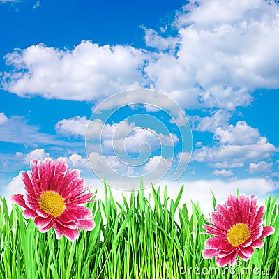 Flowers in the grass against the sky Stock Photo