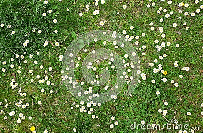 Flowers on the grass daisies on the green grass background Stock Photo