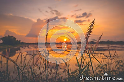 The Flowers grass near farm field harvest.landscape scene of sunrise sunset over a farm field after harvest. Sun breaks through Stock Photo