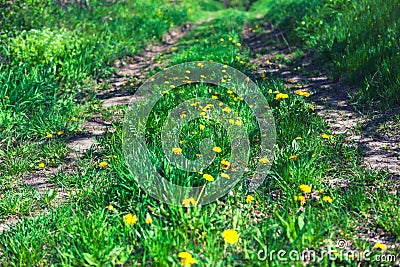 Flowers and grass on the path Stock Photo