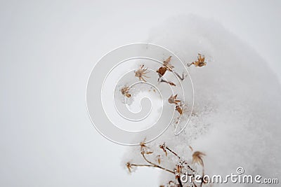 Flowers, grass under snow, winter cold season, plants under white snow in winter. Stock Photo