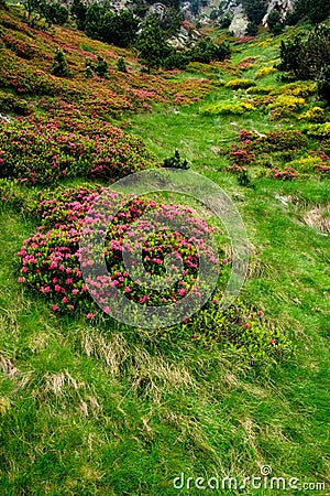 Flowers and grass in Vall de Nuria, pyrenes, Spain Stock Photo