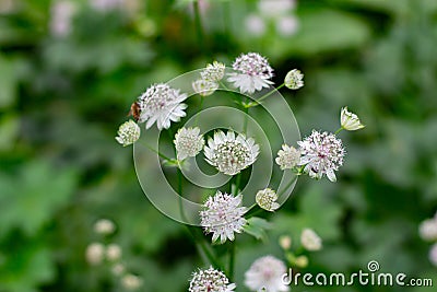 Flowers of a great masterwort, Astrantia major or Grosse Sterndolde Stock Photo