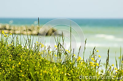 Flowers and green fields by the sea. Stock Photo