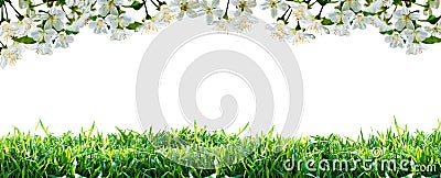 Flowers and green grass. Spring border. Stock Photo