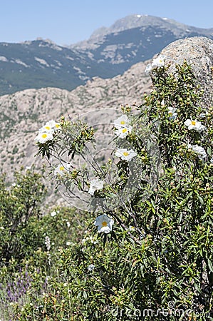 Flowers of Gum rockrose, Cistus ladanifer Stock Photo