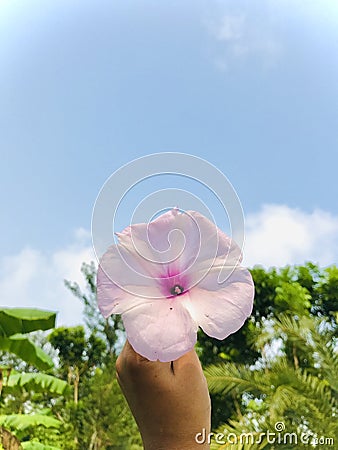 Flowers in hand, background is Sky With Sunny Weather Stock Photo