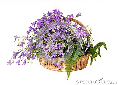 Flowers hand bells in a basket on fern leaves Stock Photo