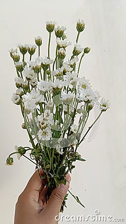 Flowers hand white flowers, bucket green Stock Photo