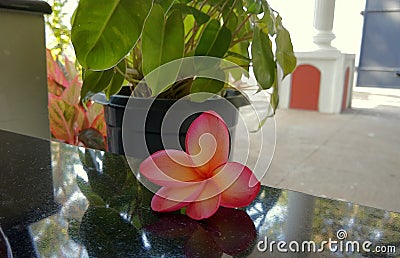 A plucked Champak flower on floor Stock Photo